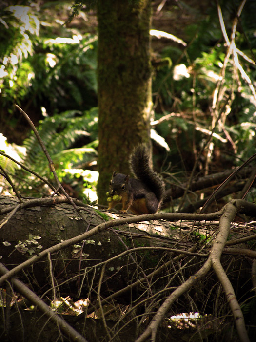 Squirrel in North Shore rainforest on Grouse Mountain in Vancouver