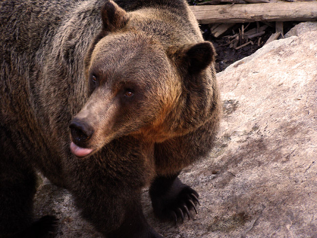 Grizzly Bear habitat at Grouse Mountain