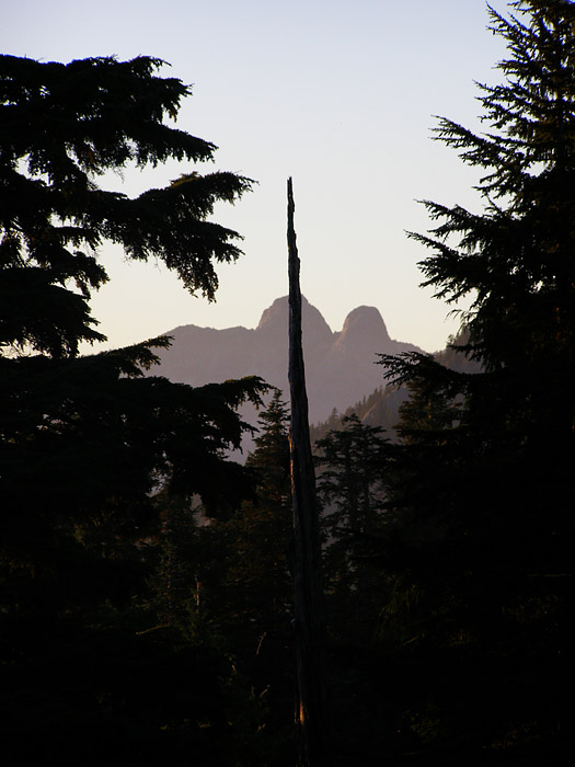 View through the trees at Grouse Mountain