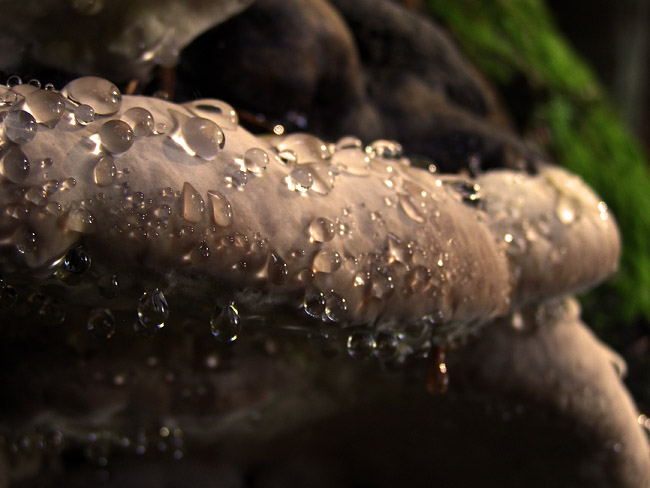 Fungus in North Shore rainforest on Grouse Mountain in Vancouver