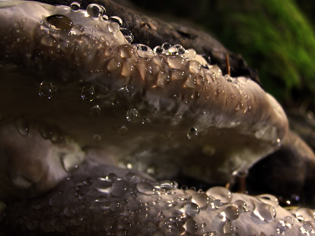 Fungus in North Shore rainforest on Grouse Mountain in Vancouver