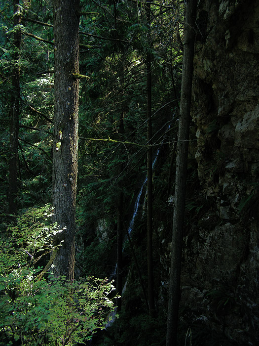 A waterfall at Lynn Canyon on Vancouver's North Shore