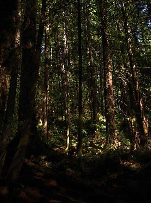 HDR photo of forest at Lynn Canyon on Vancouver's North Shore
