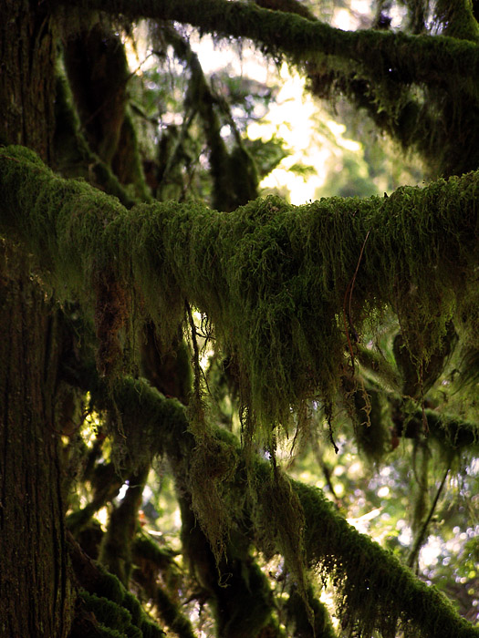 Moss on trees at Lynn Canyon on Vancouver's North Shore