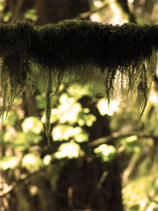 Moss on trees at Lynn Canyon on Vancouver's North Shore