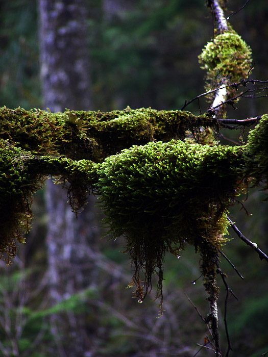 Moss on inland rainforest trees in Revelstoke
