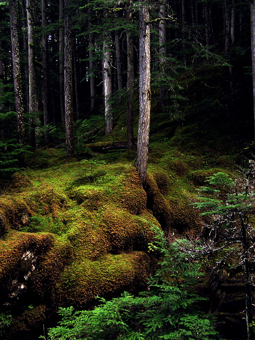 Carpet of moss around inland rainforest trees in Revelstoke