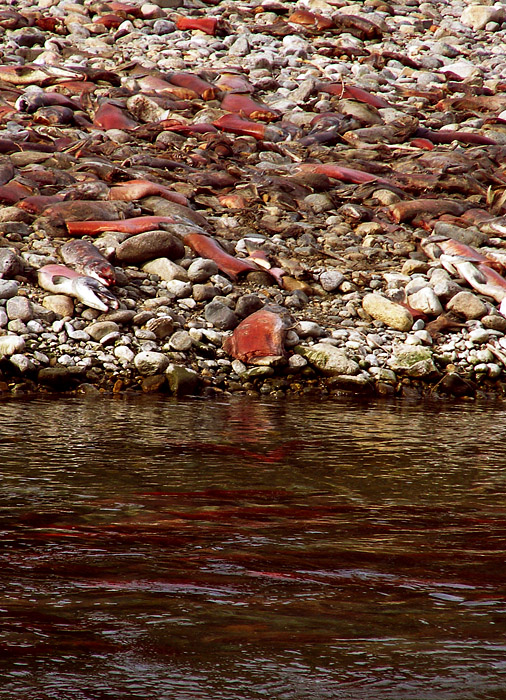 Dead salmon beached at Squilax