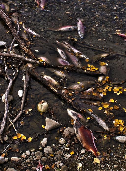 Dead salmon beached Squilax