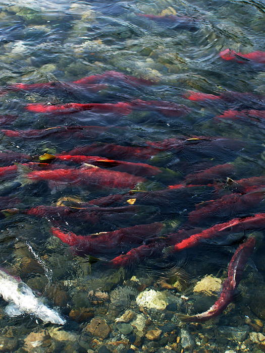 Red and green swimming salmon