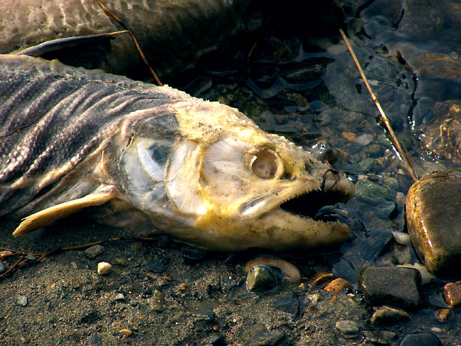 Dead salmon close-up