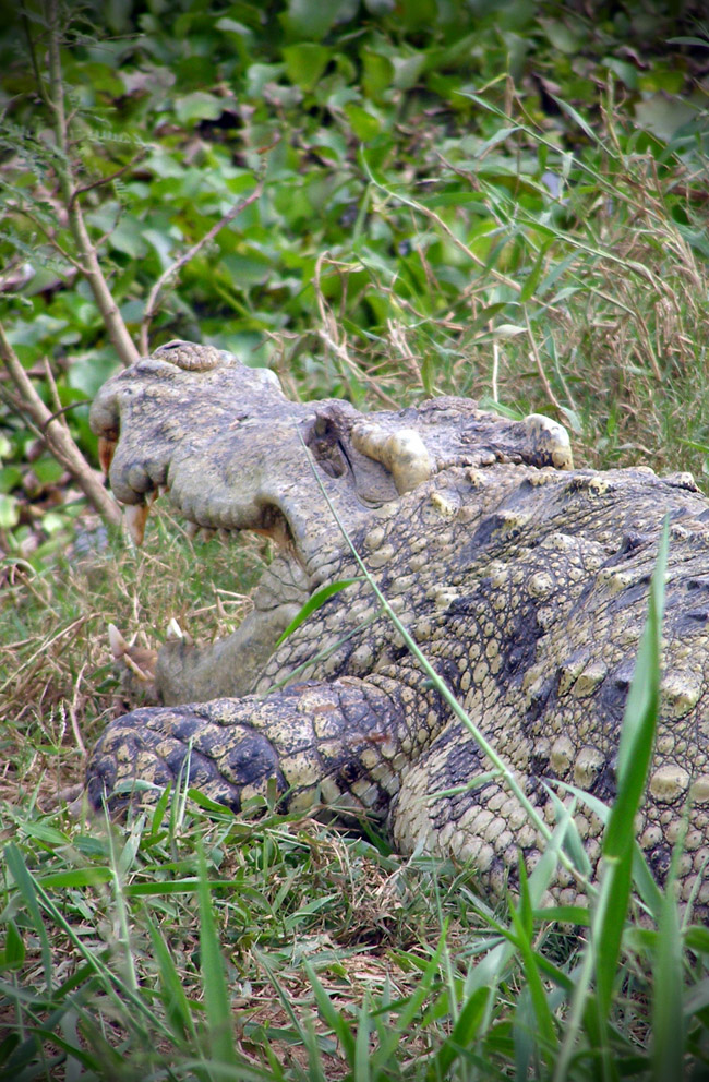 Crocodile