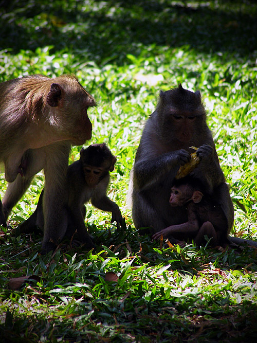 Family of monkeys