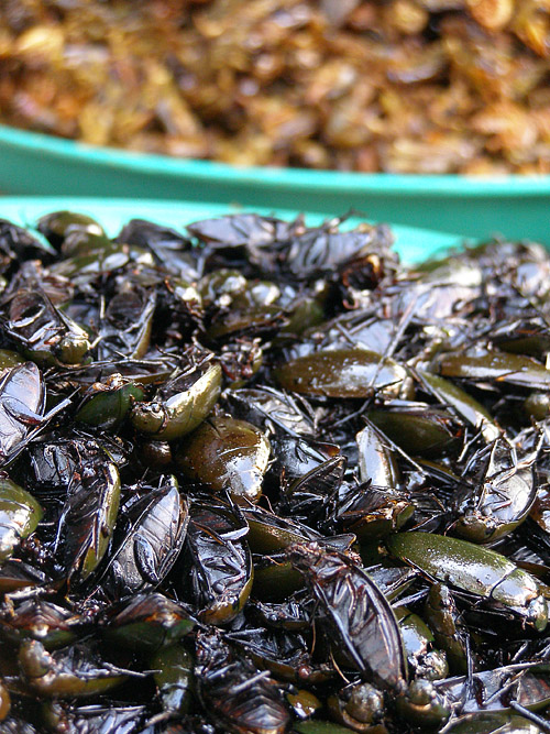 Deep-fried cockroaches