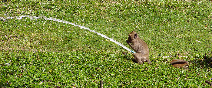 Monkey playing with a hose
