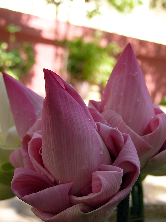 'Donation' flowers at Wat Phnom