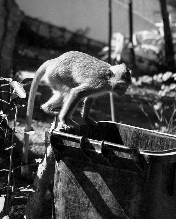 A daring monkey on a rubbish bin