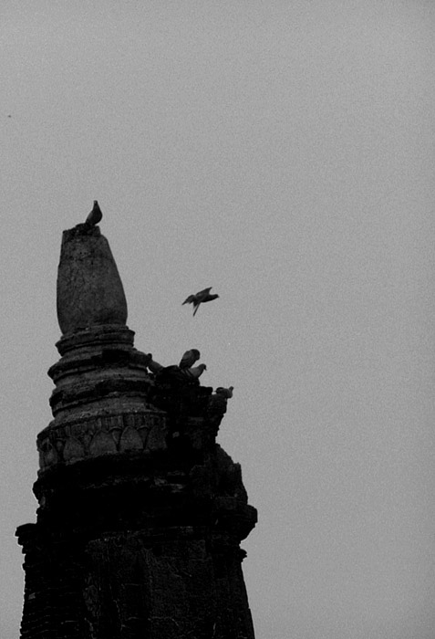 Pigeons on a pillar