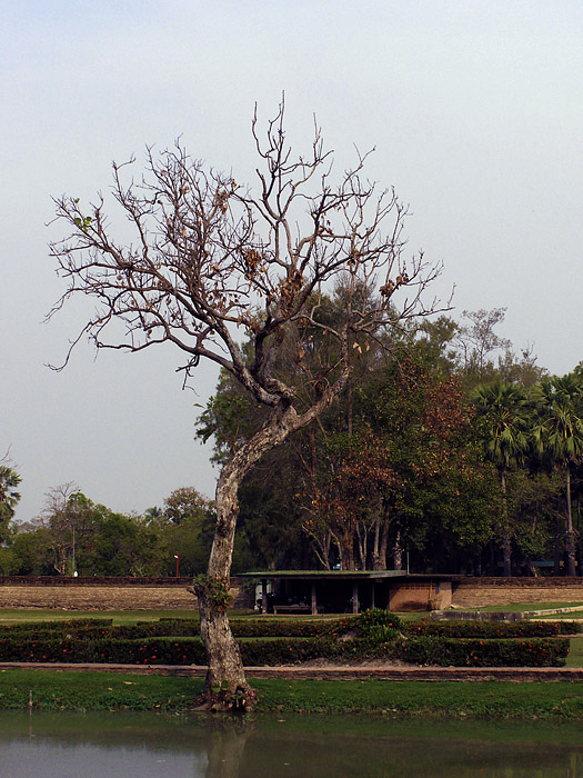 Tree next to a moat