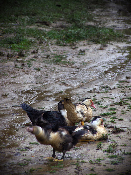 Ducks in Vang Vieng