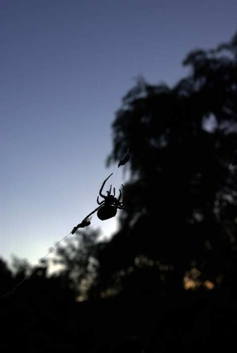 Orb-weaving spider silhouetted against a sunset in Adelaide, South Australia