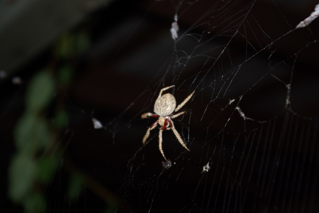 Orb-weaving spider macro in Adelaide, South Australia