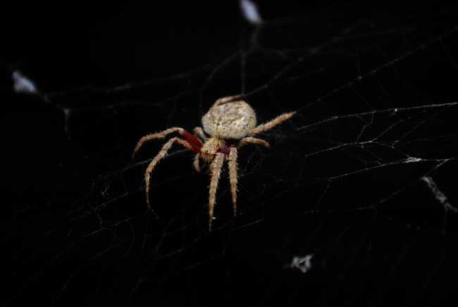 Orb-weaving spider macro in Adelaide, South Australia