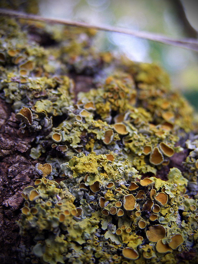 Lichen close-up