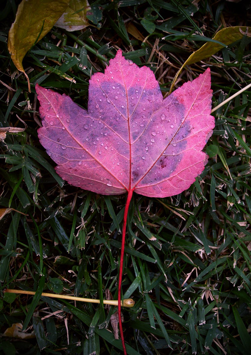 Vibrant Autumn-red leaf