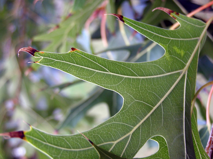 Leaf close-up