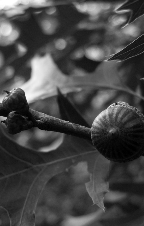 Acorn close-up